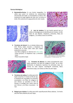 Tinci N Gram Positivo Y Negativo Histologia Studocu