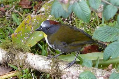 Dua Spesies Burung Beracun Baru Ditemukan Di Papua Nugini Sentuhan