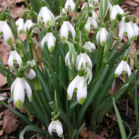 1000 X Galanthus Viridapice White Snowdrop Bulb Seed Plant Flower