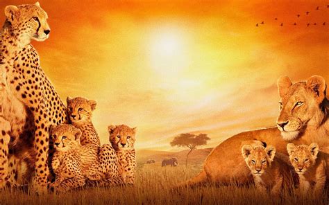 African Animals Wallpaper 61 Images