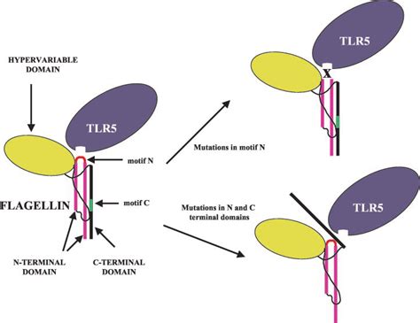 Schematic Diagram Of Changes In Flagellin Structure With Respect To