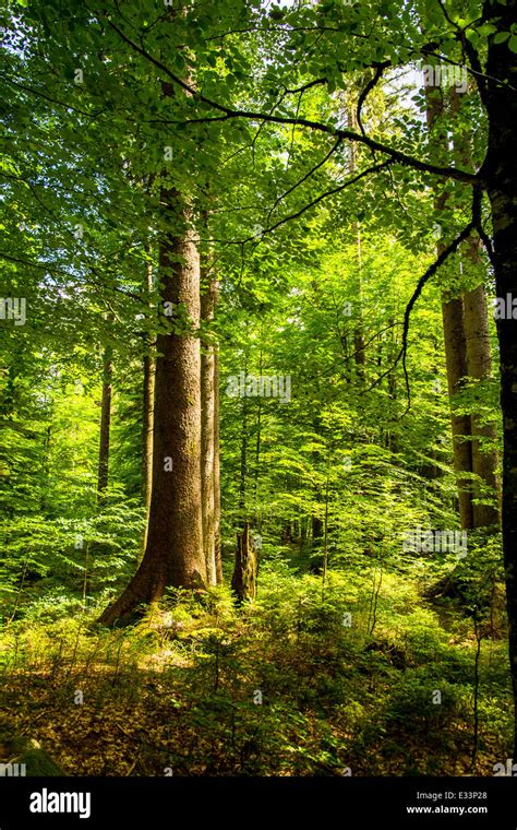 Sunlight Shines Through The Crowns Of Old Trees In A Forest In Austria