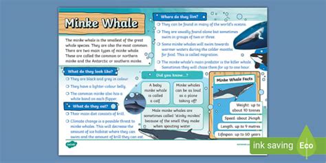 Minke Whale Fact File Twinkl Ks1 Professor Feito