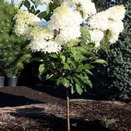 Hydrangea Paniculata Phantom Drvenasta Hortenzija na štapu visine 60 cm