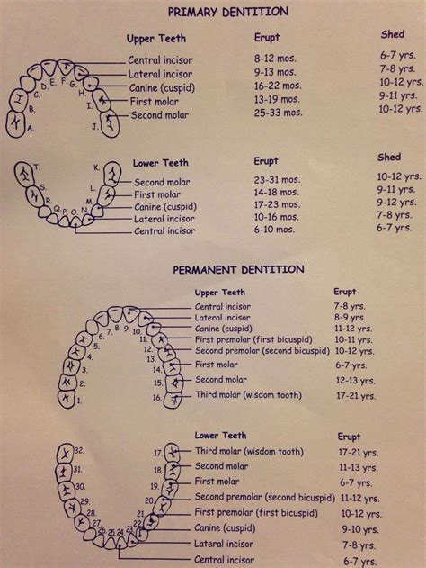 Dental Hygiene Note Template