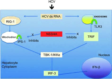 Hcv Rna Activates Irf Via The Rig And Tlr Pathways To Induce Ifn