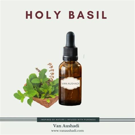 Pure Holy Basil Essential Oil At Rs 6000 Kg Tulsi Oil In Navi Mumbai