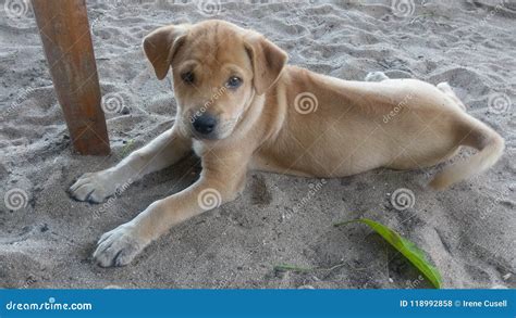 Cucciolo Di Cane Che Si Riposa Sulla Spiaggia Che Mi Esamina Fotografia