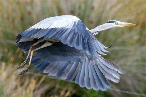 Grey Heron - Profile | Facts | Juvenile | Habitat | Communication ...