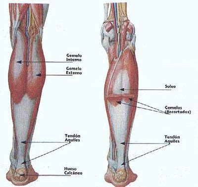 Músculos de la pantorrilla Visión posterior Músculos gemelos