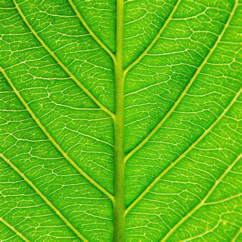 Textura De Hojas Verdes Y Fibra De Hoja Foto Premium