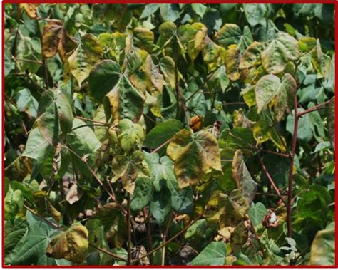 What Is Causing The Late Season Cotton Defoliation In Cotton In West Texas Texas Row Crops