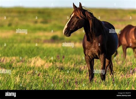 Wild Horses Graze In The Sunlit Meadow Stock Photo Alamy