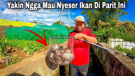 Yakin Ngga Mau Nyeser Ikan Nila Di Parit Ini Hunting Fish Youtube