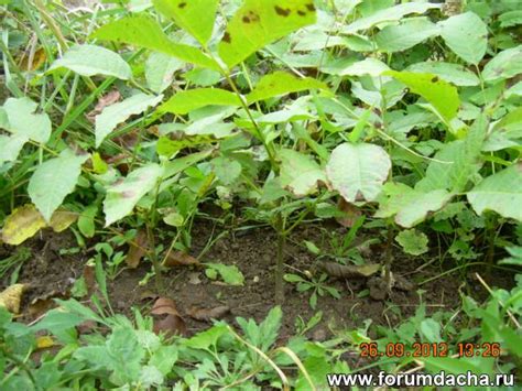 Грецкий орех в Подмосковье