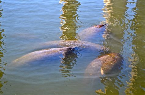 Tampa Electric's Manatee Viewing Center - Review