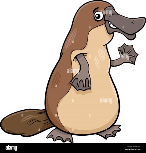 Duckbill Platypus Stock Photos And Duckbill Platypus Stock Images Alamy