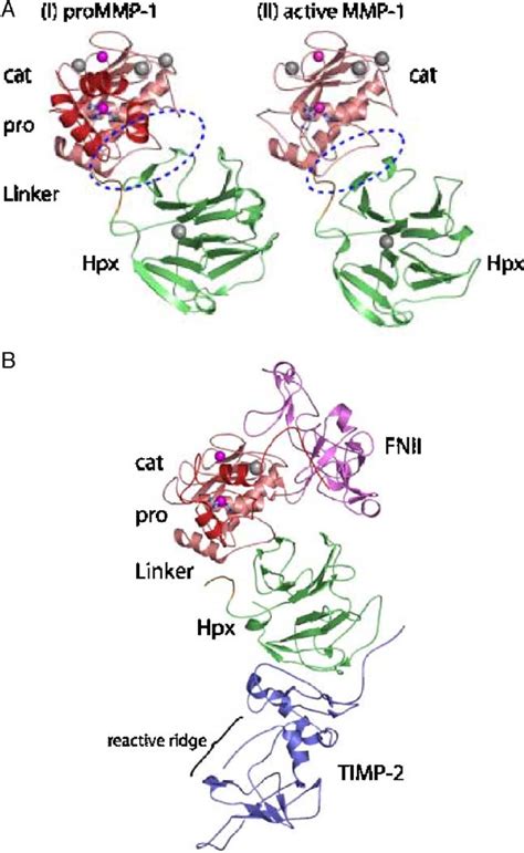 Figure From Structure And Function Of Matrix Metalloproteinases And