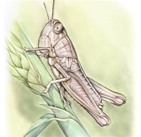 Sketch of the Day: Grasshopper Study