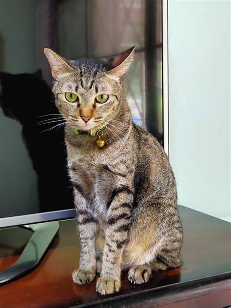 Tabby Cat Is Sitting On The Table Stock Photo Image Of Portrait