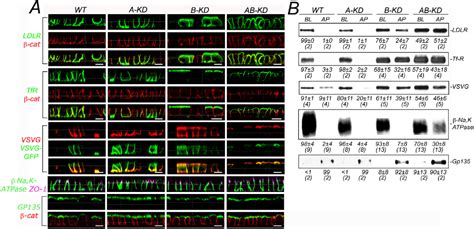 Figure From The Clathrin Adaptor Ap A Mediates Basolateral Polarity