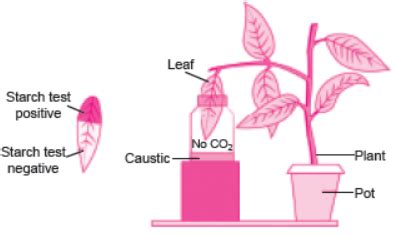 Life Processes MCQ Class 10 Science