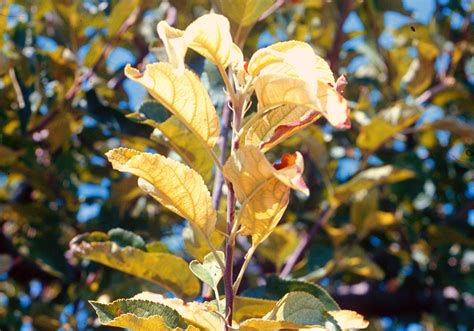 Chlorose Ferrique Carences Syngenta France