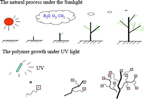 Scheme 6 The Proposed Biomimicking Growth Mode Of Photo Induced