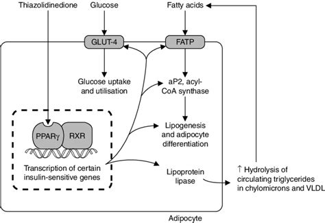 Mechanism of action of a thiazolidinedione on an adipocyte (reproduced ...