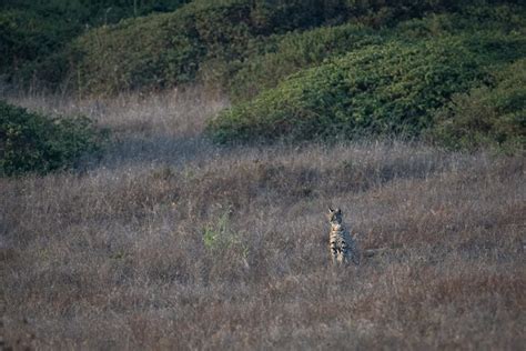 Bobcat in Landscape, northern California (Bobcats) – Melissa Groo