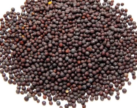 Black Mustard Seed At Rs 75 Kg Black Mustard Seeds In Bareilly ID