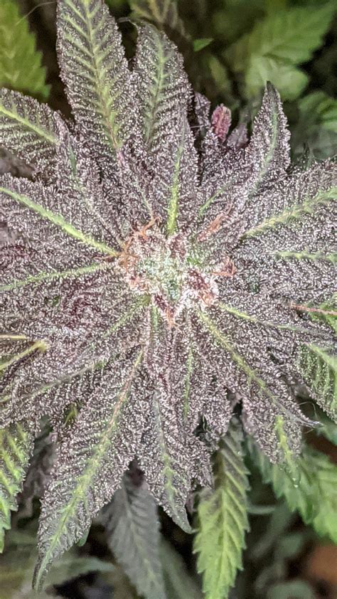 Granddaddy Purple grow journal harvest16 by - GrowDiaries