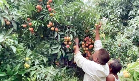 দিনাজপুরে লিচু বাগানে ক্রেতা সমাগম