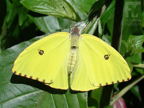 Cloudless Sulfur – Exhibits