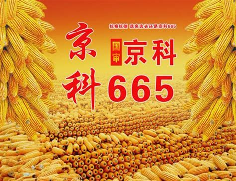 京科812玉米种科968玉米品种登海科968玉米种第10页大山谷图库