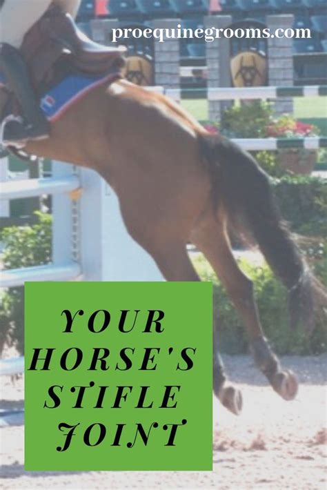 Pro Equine Grooms - An Intro to Your Horse's Stifle Joint!