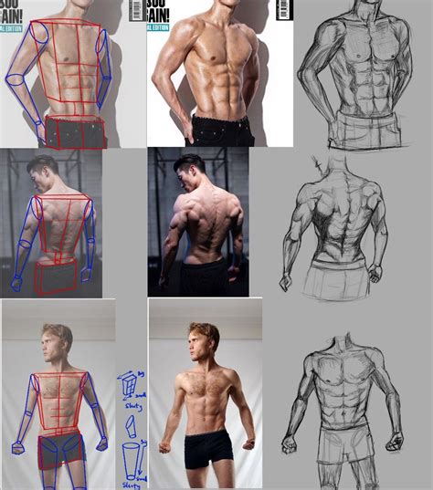 How To Draw The Body Torso Pelvis In Life Drawing Pose Human