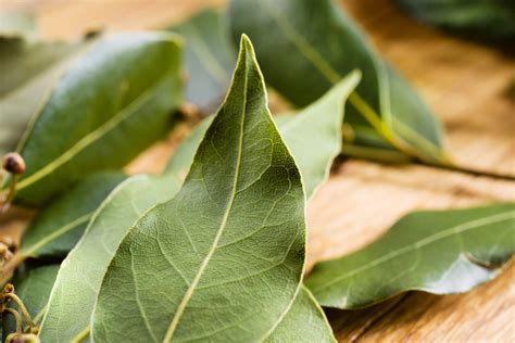 What Are Bay Leaves And How To Use Them Fine Dining Lovers