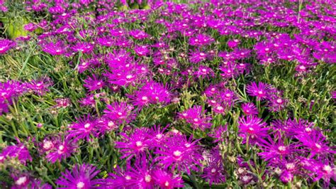 Delosperma cooperi Pépinières Roy Ripaud