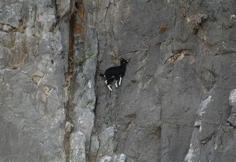 Top 15 des chèvres de montagne qui vous battent à plate couture en escalade