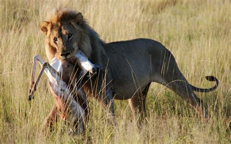 Top Imagen Porque Tienen Melena Los Leones Abzlocal Mx