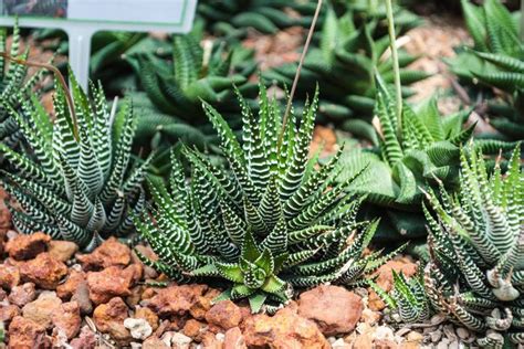 How To Grow And Care For A Haworthia Succulent Birds And Blooms