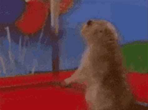 Dramatic Hamster GIF - Dramatic Hamster - Discover & Share GIFs