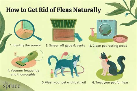 How To Get Rid Of Fleas