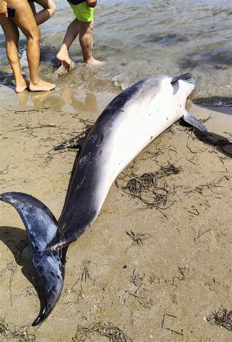 Termoli Delfino Morto Sulla Spiaggia Con Una Rete Da Pesca In Bocca