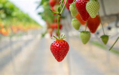 Consejos de Nutrición y Fertilización para Berries en Macrotúnel