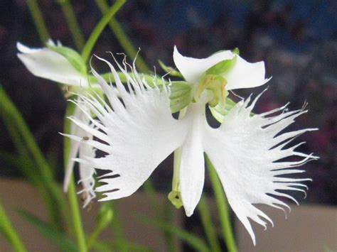 White Egret Flower Pecteilis Radiata Flower Database