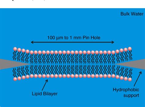 Figure 9 From Solid Supported Lipid Bilayers From Biophysical Studies