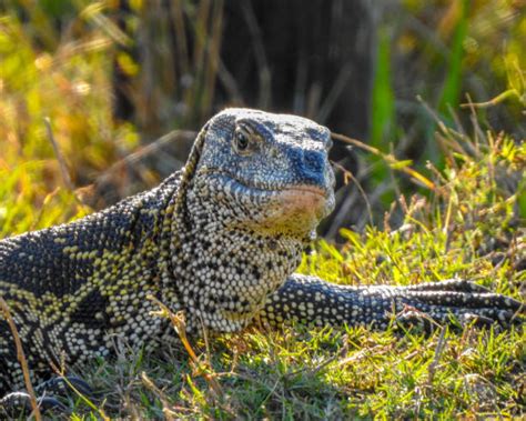 610+ Nile Monitor Lizard Stock Photos, Pictures & Royalty-Free Images - iStock