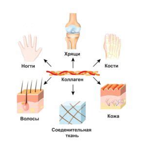 Что такое коллаген: зачем он нужен и как его принимать - Belok.UA